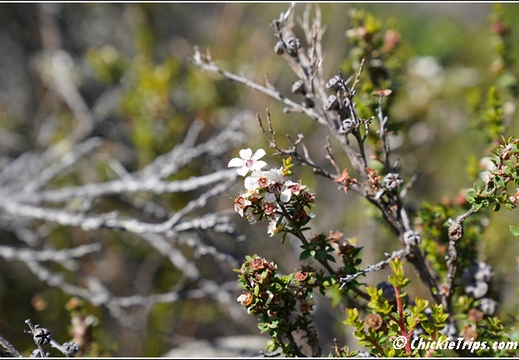 Flowers 005