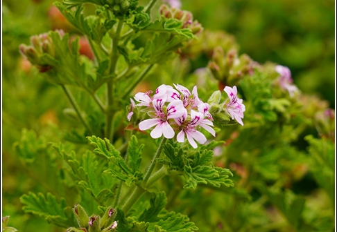 Flowers 015