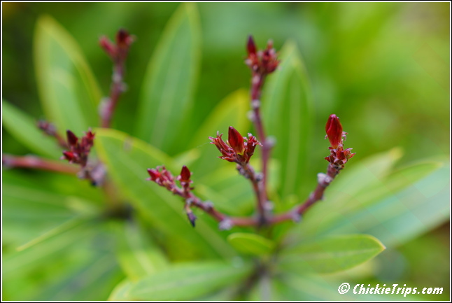 Flowers_023.jpg