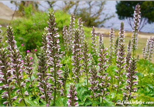 Flowers 026