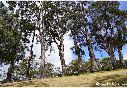 Port Arthur Penitentiary AU 038