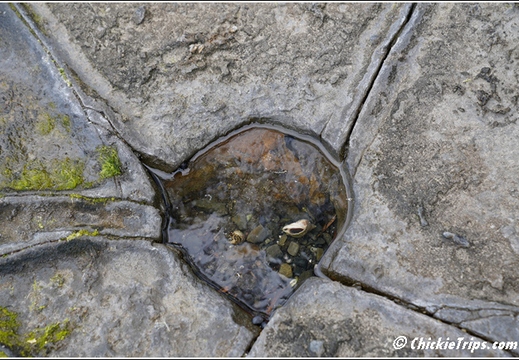 Tessellated Pavement State Reserve AU 009