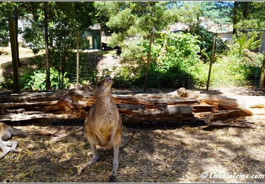 Day 14 - Koala Feeding Tasmanian Devil - Burnie Tasmania Au - Jan 2 018