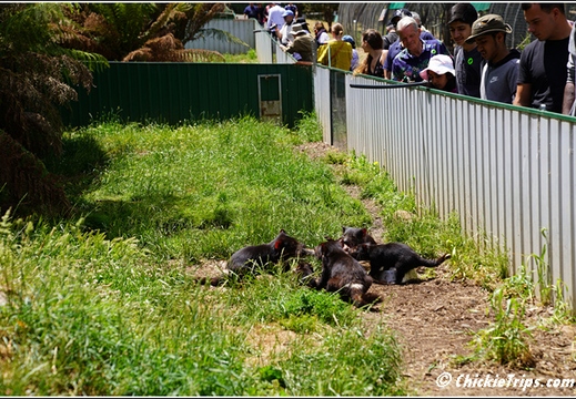 Day 14 - Koala Feeding Tasmanian Devil - Burnie Tasmania Au - Jan 2 024