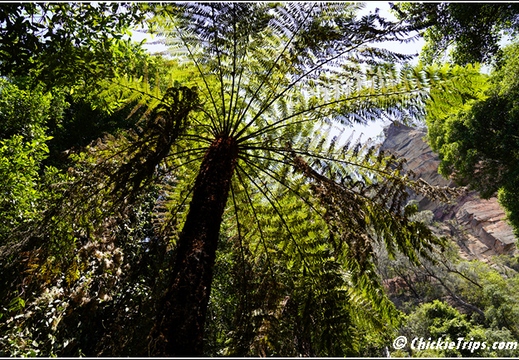 Blue Mountains 017