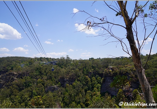 Blue Mountains 027