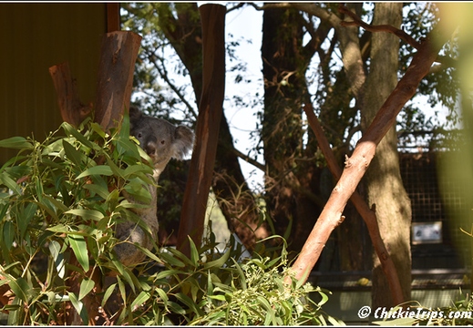 Day 16 - Opera House Harbor Bridge Wildlife - Sydney Au - Jan 4 026
