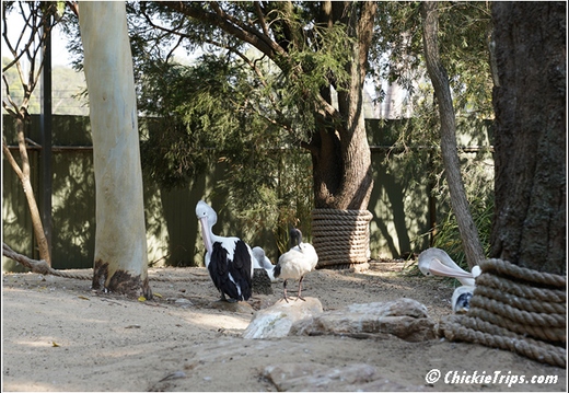 Featherdale Sydney Wildlife Park 010