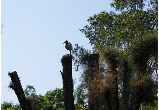 Featherdale Sydney Wildlife Park 013