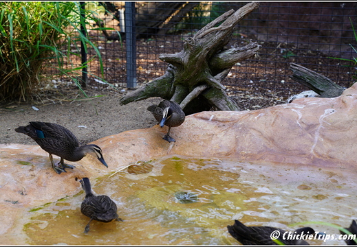 Featherdale Sydney Wildlife Park 018
