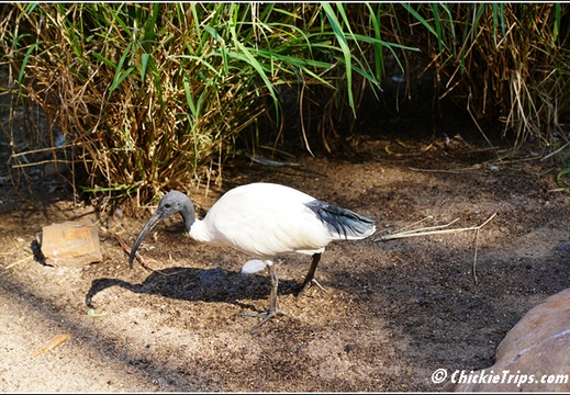 Featherdale Sydney Wildlife Park 019