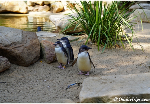 Featherdale Sydney Wildlife Park 021