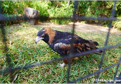 Featherdale Sydney Wildlife Park 034
