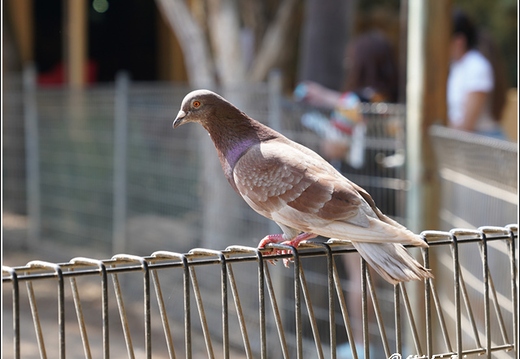 Featherdale Sydney Wildlife Park 036