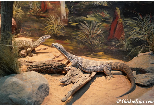 Featherdale Sydney Wildlife Park 038