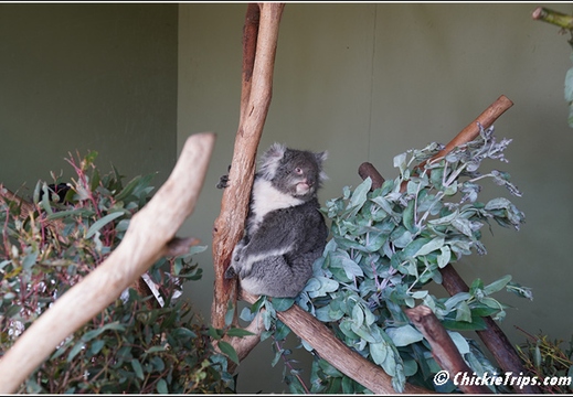 Bonorong Wildlife Sanctuary 002