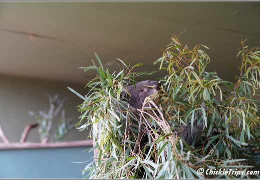 Bonorong Wildlife Sanctuary 003