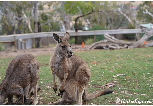 Bonorong Wildlife Sanctuary 004