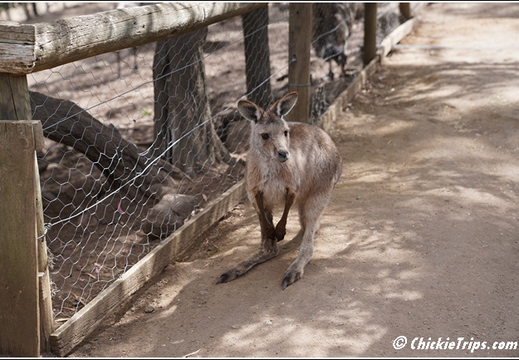 Bonorong Wildlife Sanctuary 005