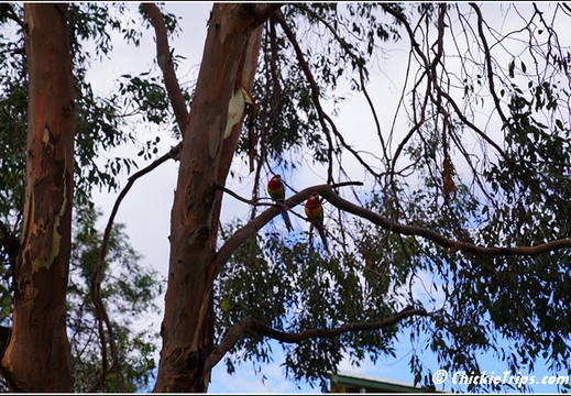 Bonorong Wildlife Sanctuary 012