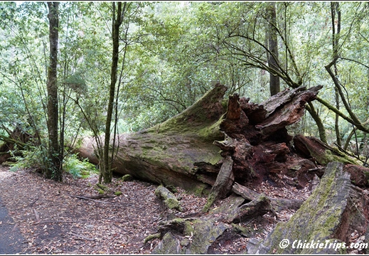 Mount Field National Park 008