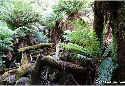 Mount Field National Park 012