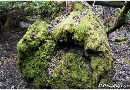 Mount Field National Park 019