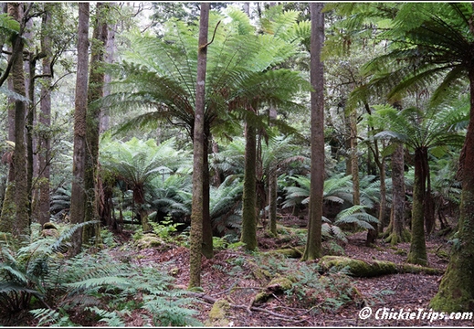 Mount Field National Park 020
