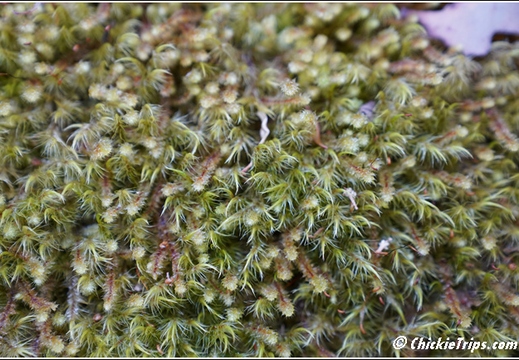 Mount Field National Park 023