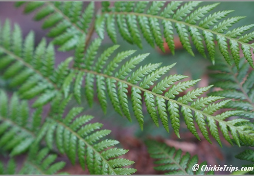 Mount Field National Park 024
