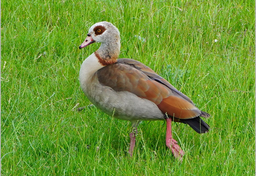 Holland America Cruise - 7 Day Norse Legends 0012