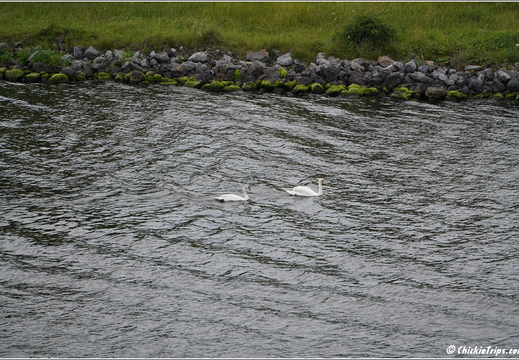 Holland America Cruise - 7 Day Norse Legends 0025