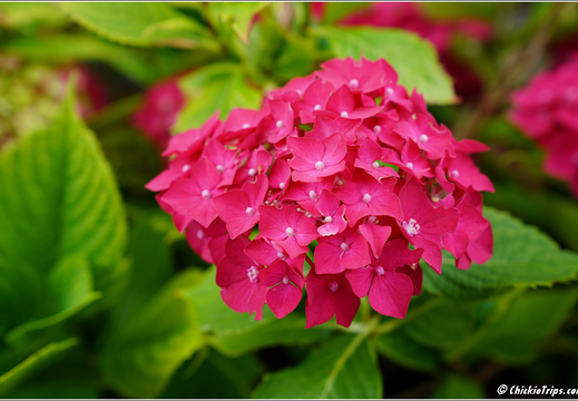 Holland America Cruise - 7 Day Norse Legends 0295