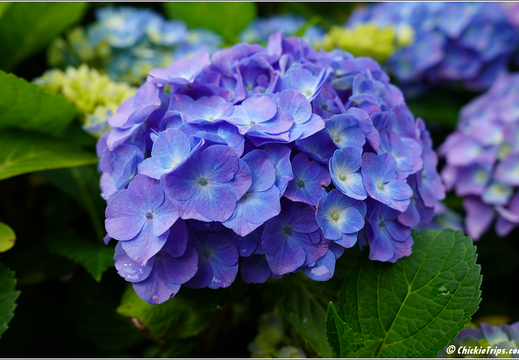 Holland America Cruise - 7 Day Norse Legends 0296