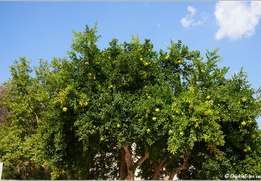 Day 4 Turkey Aegean Sea - Kusadasi Ephesus 0025