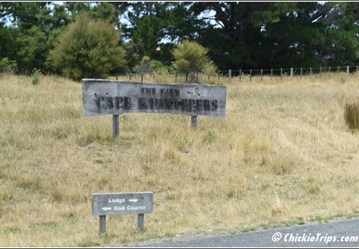Day 04 - Cape Kidnappers Station n Gannet Safari -Napier NZ - Dec 23 016