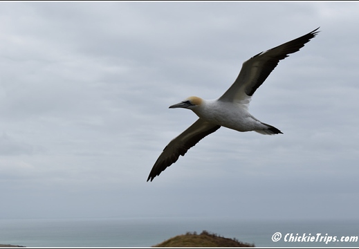 Day 04 - Cape Kidnappers Station n Gannet Safari -Napier NZ - Dec 23 030