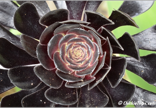 Flowers 003
