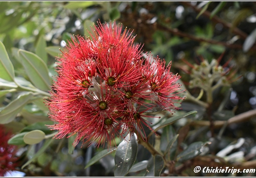 Flowers 006