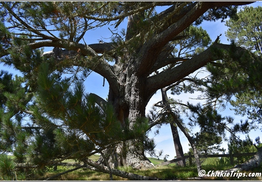 Day 03 - Hobbiton Movie Set -Tauranga Rotorua Nz - Dec 22 013