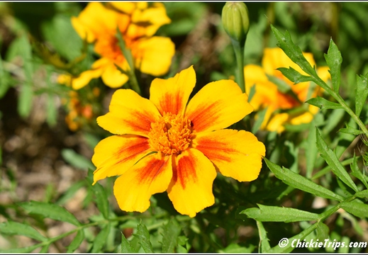Flowers 007
