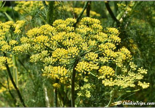Flowers 015