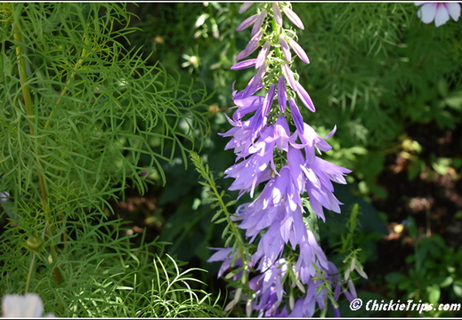 Flowers 017