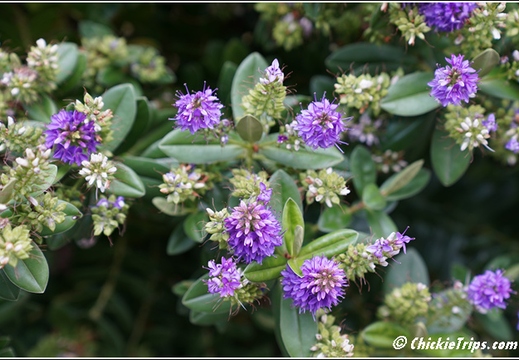Flowers 005
