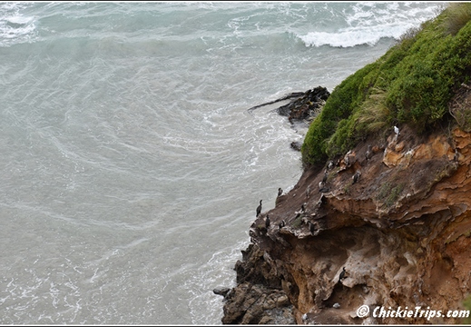 Day 08 - Natures Wonders - Port Chalmers Dunedin Nz Dec 27 001