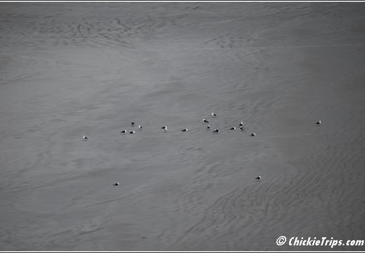 Day 08 - Natures Wonders - Port Chalmers Dunedin Nz Dec 27 058