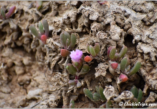 Flowers 001