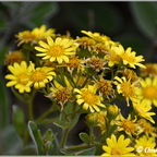 Flowers 007