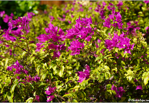 Day 7 Dec 29 Half Moon Cay 0021