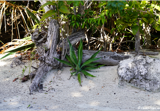 Day 7 Dec 29 Half Moon Cay 0062